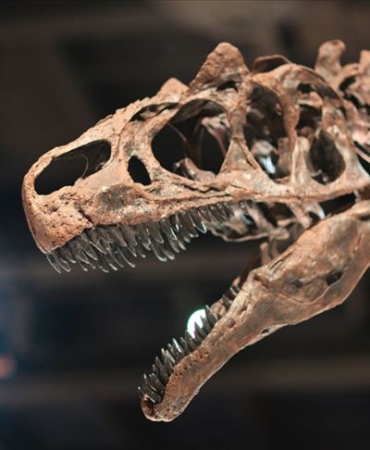 Tayland'da yeni bir dinozor türüne ait kalıntılar bulundu