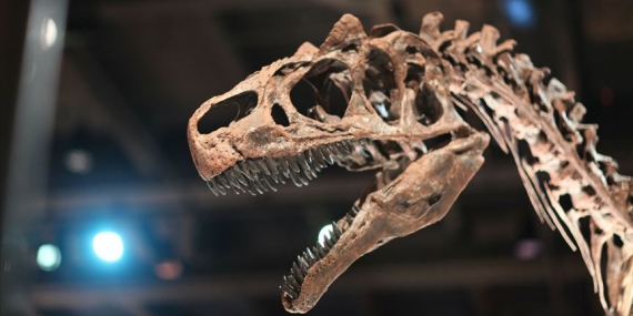Tayland’da yeni bir dinozor türüne ait kalıntılar bulundu