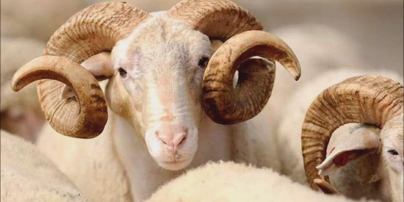 Kurban Bayramı yarın başlıyorİşte bilmeniz gerekenler