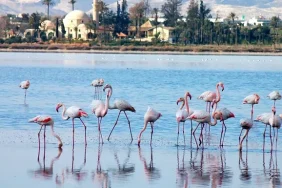 flamingo-e5f034-656d4e.webp.webp