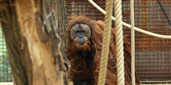 Dünyanın En Nadir Orangutan Popülasyonunun Yüzde 7’si Yok Oldu