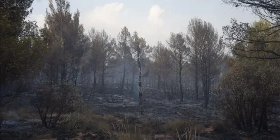 Cezayir’de orman yangınlarıyla mücadele119 yangından 114’ü söndürüldü