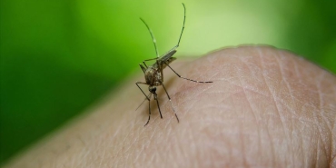 1786609996934bati-nil-virus.jpg