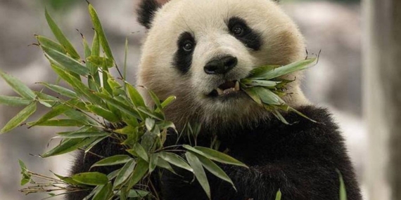 Şi’nin ziyaretinin ardından abd’ye gönderilmesine karar verilen iki panda yola çıktı