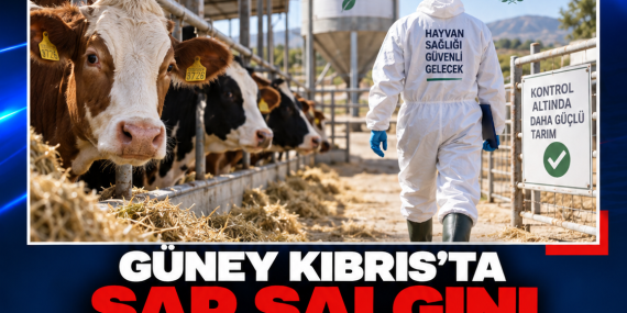 GÜNEY KIBRIS’TA ŞAP SALGINI KONTROL ALTINDA: YENİDEN FAALİYET PLANI HAZIRLANDI