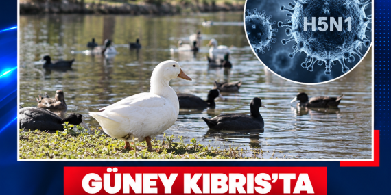 GÜNEY KIBRIS’TA KUŞ GRİBİ ALARMI: ATHALASSA PARKI’NDA H5N1 TESPİT EDİLDİ