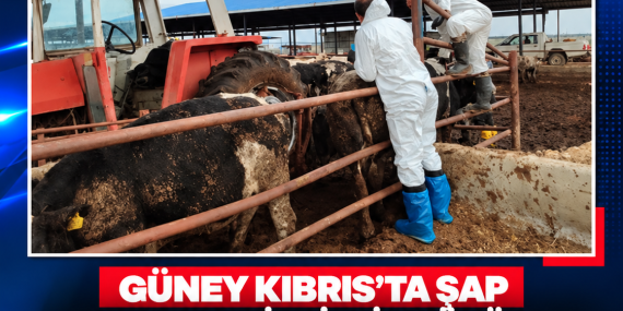 GÜNEY KIBRIS’TA ŞAP SONRASI BELİRSİZLİK SÜRÜYOR: ÜRETİCİLER YENİDEN FAALİYET İÇİN TAKVİM BEKLİYOR