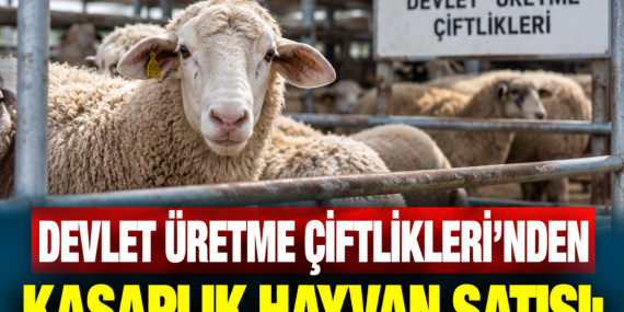 DEVLET ÜRETME ÇİFTLİKLERİ’NDEN KASAPLIK HAYVAN SATIŞI: TEKLİFLER 23 EYLÜL’E KADAR