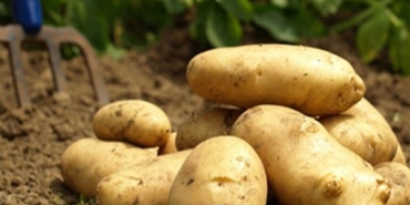 patates_ureticilerinin_dikkatine_h130420_dee20