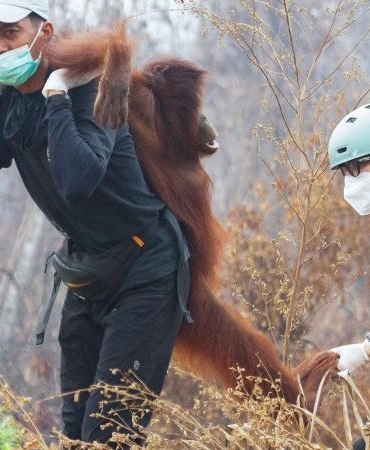 1792405111610orangutan-kurtarma-reu-2496746_1.jpg