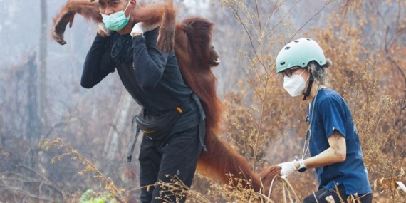 ENDONEZYA’DA ORMAN YANGINLARIORANGUTANLARI KURTARMAK İÇİN ZAMANLA YARIŞ