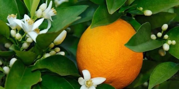 NARENCİYE ÜRETİCİLERİ BİRLİĞİNDEN HÜKÜMETE ÇAĞRIÜRÜN ÖDEMELERİ HÂLÂ YAPILMADI