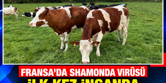 FRANSA’DA SHAMONDA VİRÜSÜ İLK KEZ İNSANDA TESPİT EDİLDİ: HASTA HAYATINI KAYBETTİ