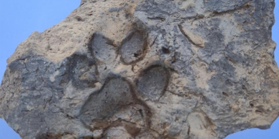 Tavşanlı Höyük kazılarında 4 bin yıllık pati izleri bulundu