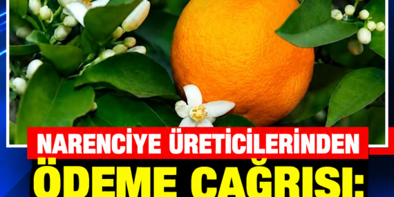 NARENCİYE ÜRETİCİLERİNDEN ÖDEME ÇAĞRISI: “YENİ SEZON GELİYOR, ÖDEMELER HÂLÂ YAPILMADI”