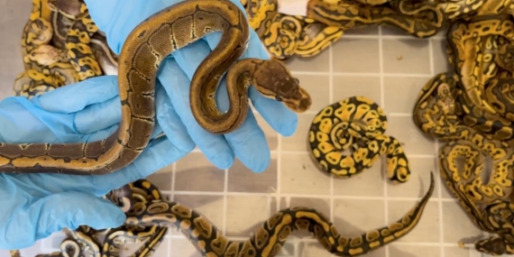 Kapıkule’de 67 canlı piton yılanı ele geçirildi